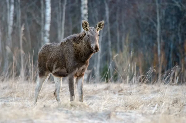 Elk konaklama ve izlerken