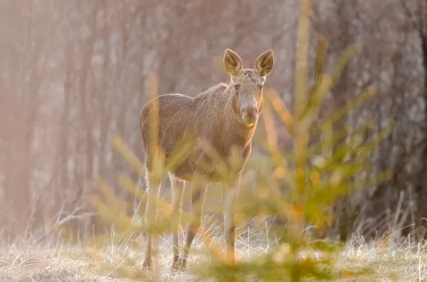 Wapiti regardant à droite — Photo