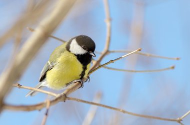 Ağaç üzerinde baştankara sit. Yan görünüm