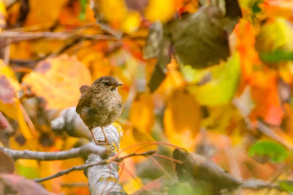 Wren sitta på träd — Stockfoto