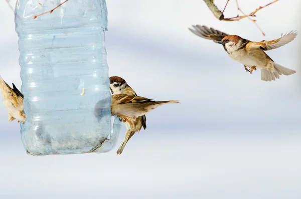 Flock sparrow sit on manger