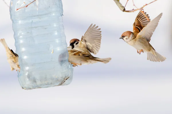 Sürü kuşlar yemlik üzerinde oturmak