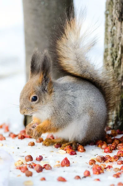 Squirrel eat nuts
