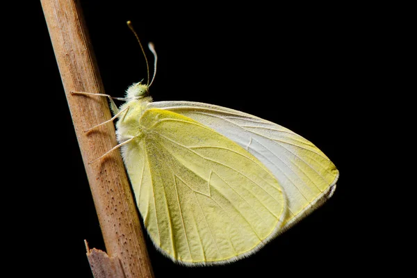 Borboleta amarela sentar-se no ramo — Fotografia de Stock