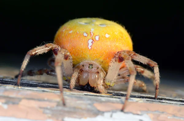 Porträt der gelben Spinne — Stockfoto