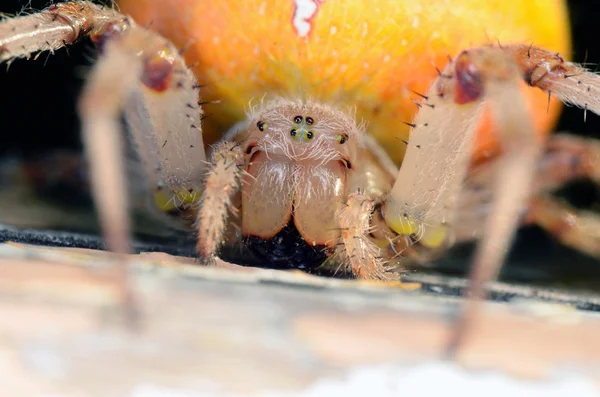 Portrait d'Araneus jaune — Photo