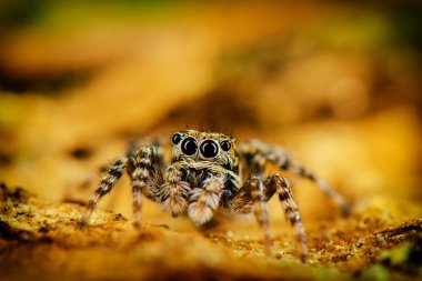 Gözleri örümcek atlama. Ağaç üzerinde örümcek kalmak