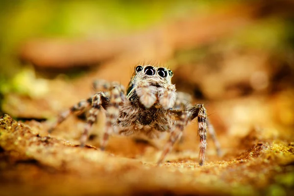 Hoppande spindel vistelse på bakre — Stockfoto