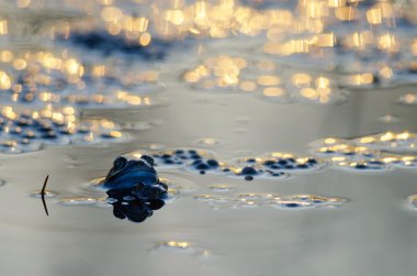 Çiftleşme içinde iki kurbağa