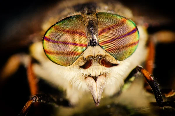 马蝇的肖像 — 图库照片