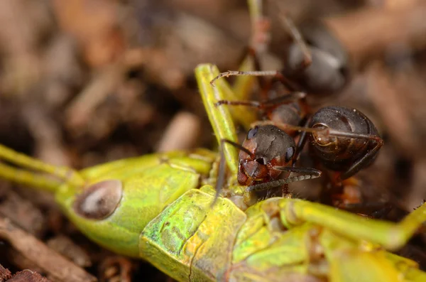 Hormiga comiendo saltamontes verdes — Foto de Stock