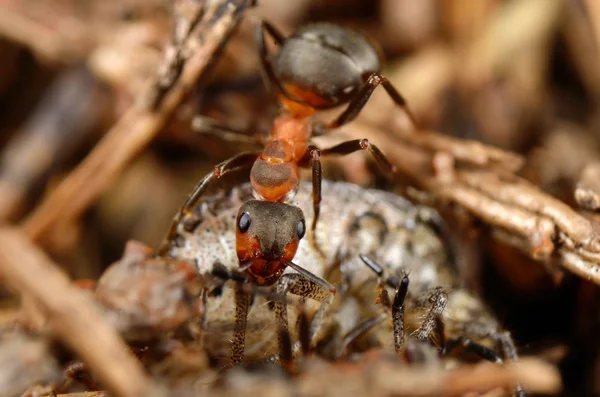 Ant 食べるバグ。トップ ビュー — ストック写真