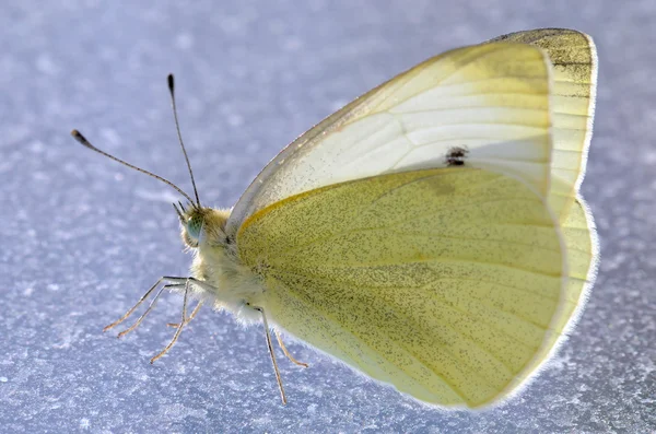 Бабочка сидит на льду — стоковое фото