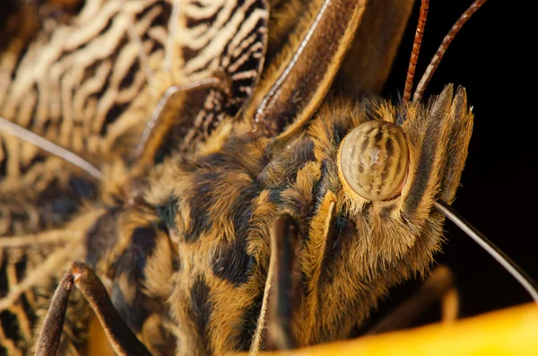 Eye of butterfly — Stock Photo, Image