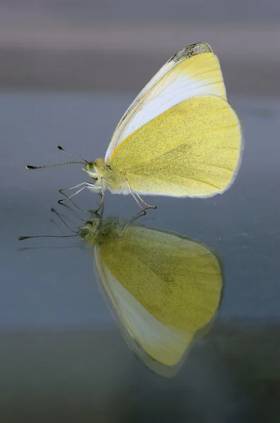반사의 나비 측면 보기 — 스톡 사진