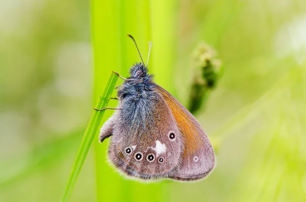 Motyl niebieski siedzieć na oddział — Zdjęcie stockowe