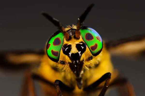 Augen der Pferdefliege — Stockfoto