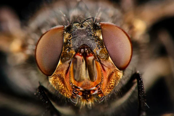 Retrato de mosca. Vista frontal — Fotografia de Stock