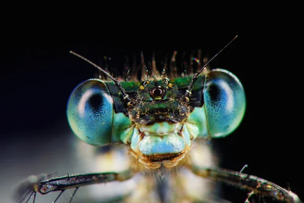 Retrato de libélula azul — Fotografia de Stock