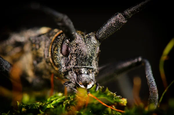 Longhorn バグの肖像画 — ストック写真