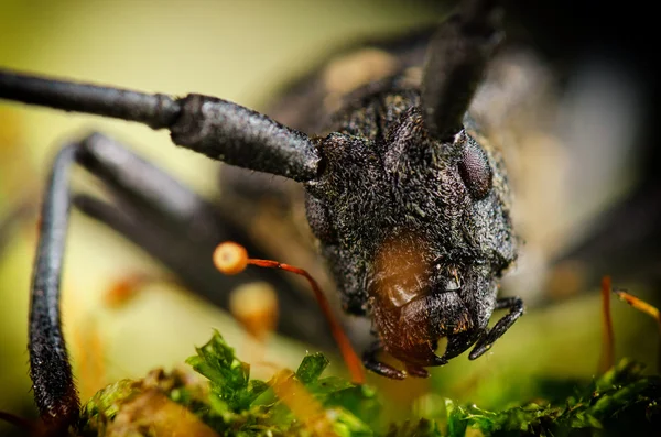 Portrait of longhorn bug