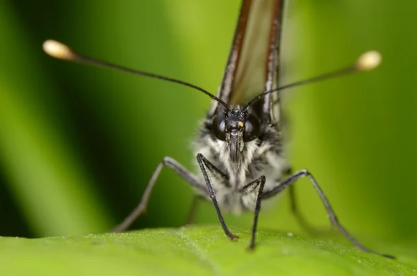 Borboleta sentar na folha verde . — Fotografia de Stock