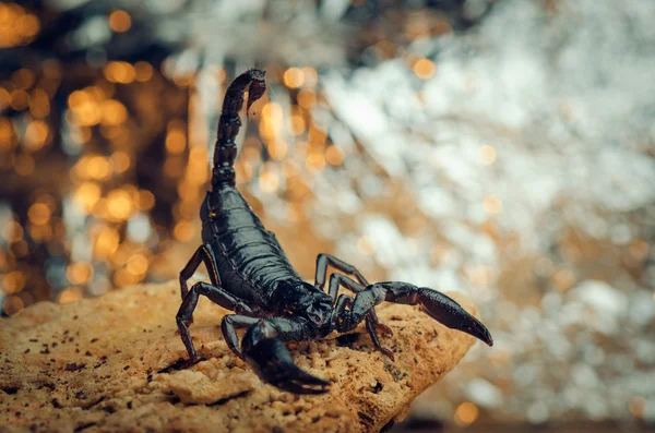 Scorpion in een gevechten houding — Stockfoto