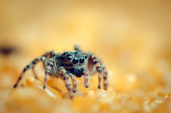 Hoppande spindel tittar ner. — Stockfoto