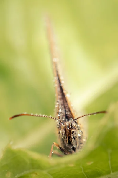 Retrato de mariposa en rocío — Foto de Stock