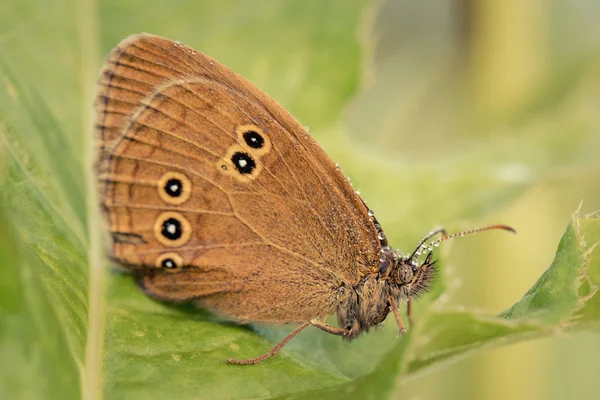 Motyl siedzieć na liść. Widok z boku — Zdjęcie stockowe