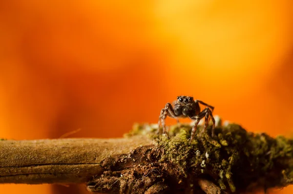 Aranha de salto é obstáculo — Fotografia de Stock