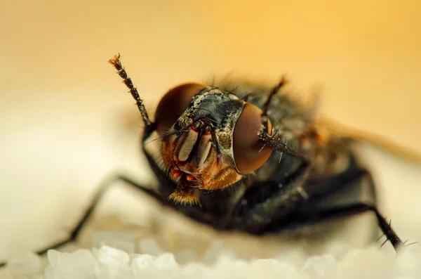 Fly сесть на сахар — стоковое фото