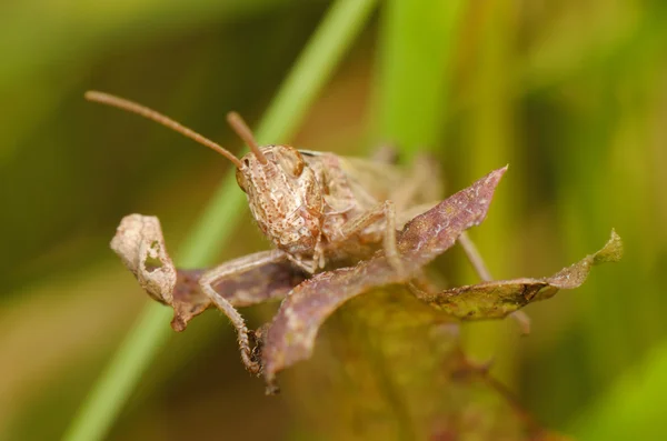 Grasshopper sentar-se na folha — Fotografia de Stock