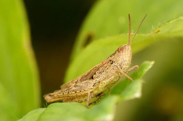 Grasshopper sentar-se na folha verde. Vista lateral — Fotografia de Stock