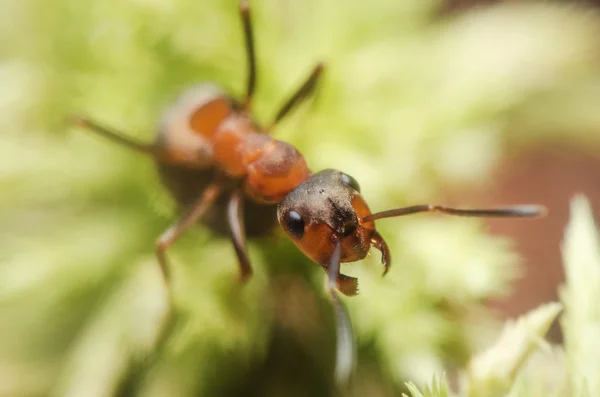 Retrato de formiga — Fotografia de Stock