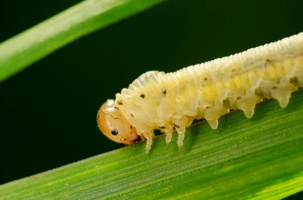 Caterpillar yaprak üzerinde tarama