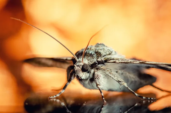 Portrét můra — Stock fotografie