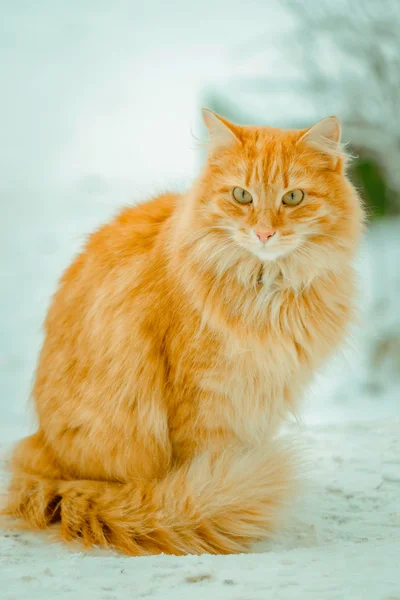 Röd katt sitter på snö — Stockfoto