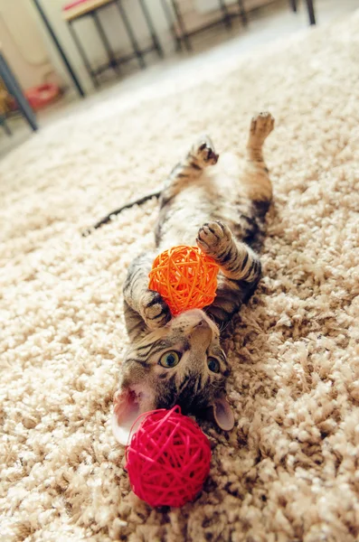 Katt bitit leksak — Stockfoto