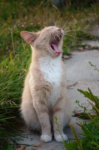 Kedi sit ve esneme — Stok fotoğraf