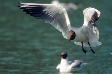Açılan martı kanatları