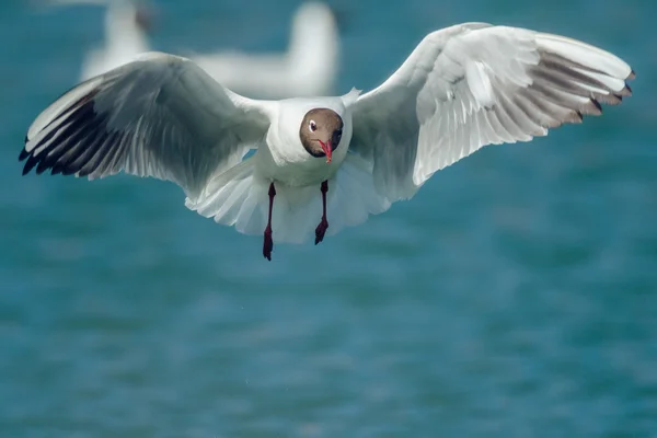 Gull opened wings — Stock Photo, Image