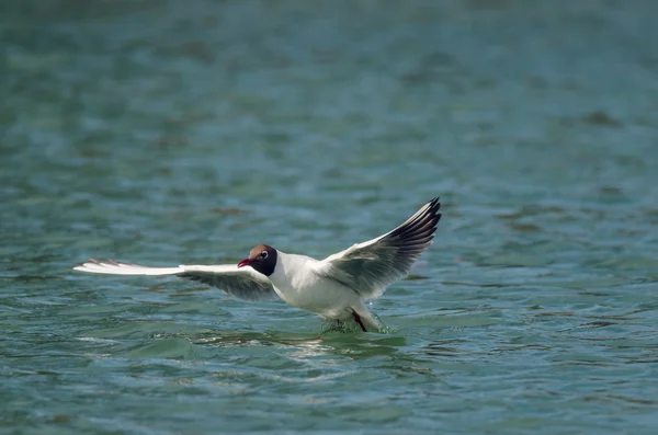 Gull flies — Stock Photo, Image