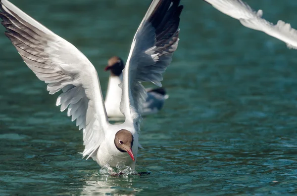 Gull landing on water — Stock Photo, Image