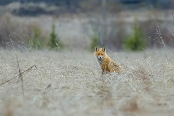 Red fox sit in field — Stock Photo, Image