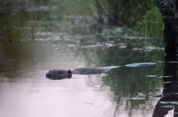 Beaver in the water — Stock Photo, Image