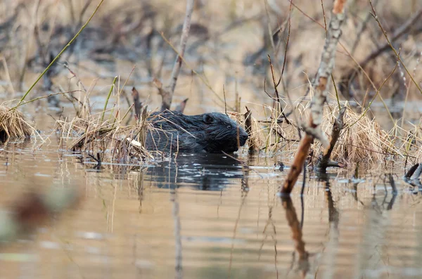 Beaver in the thicket — Stock Photo, Image