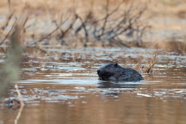 Beaver sit in the water — Stock Photo, Image