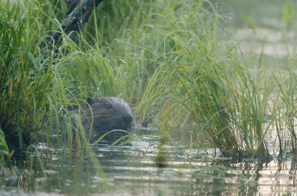 Beaver eating in the thicket — Stock Photo, Image