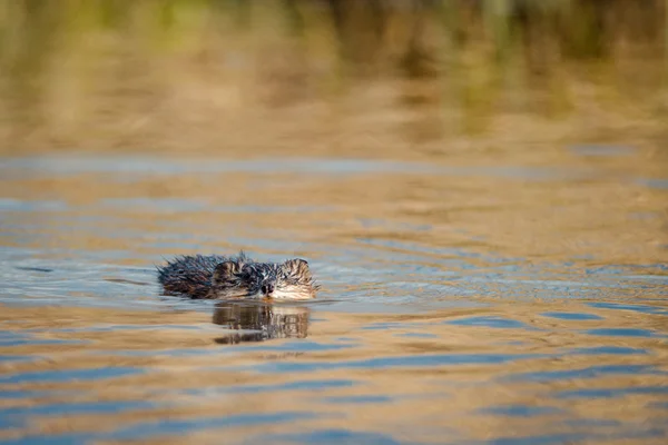 Muskrat in the water. Front side — Stock Photo, Image